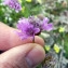  Emmanuel Stratmains - Armeria maritima subsp. halleri (Wallr.) Rothm. [1963]