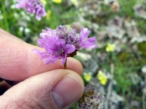 Emmanuel Stratmains, le 20 mai 2012 (Auby (Parc péru))