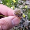  Emmanuel Stratmains - Armeria maritima subsp. halleri (Wallr.) Rothm. [1963]