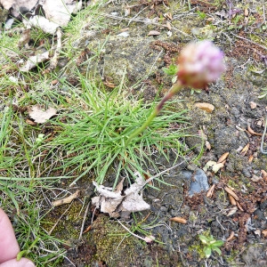  - Armeria maritima subsp. halleri (Wallr.) Rothm. [1963]