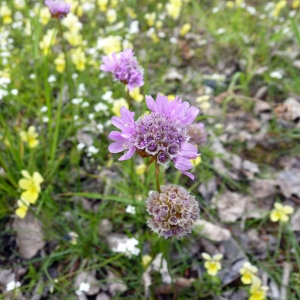 Armeria maritima subsp. halleri (Wallr.) Rothm. (Arméria de Haller)