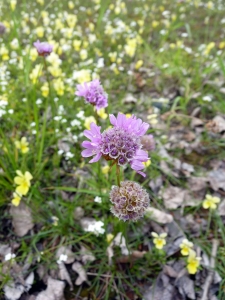 Emmanuel Stratmains, le 20 mai 2012 (Auby (Parc péru))