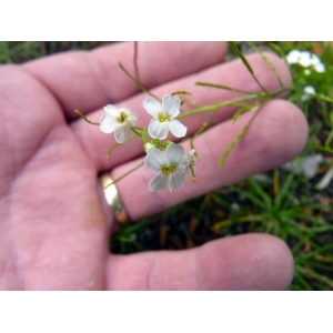 Arabidopsis halleri (L.) O'Kane & Al-Shehbaz (Arabette de Haller)