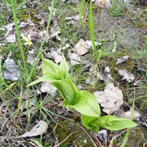 Photographie n°75213 du taxon Epipactis helleborine (L.) Crantz [1769]