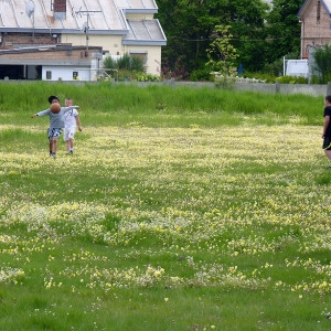 Photographie n°75216 du taxon Viola calaminaria (Ging.) Lej. [1824]