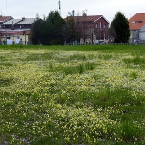 Photographie n°75217 du taxon Viola calaminaria (Ging.) Lej. [1824]