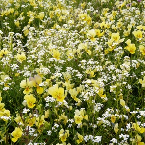 Photographie n°75218 du taxon Viola calaminaria (Ging.) Lej. [1824]