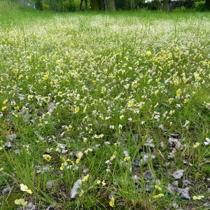 Photographie n°75222 du taxon Viola calaminaria (Ging.) Lej. [1824]