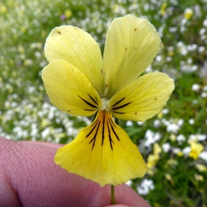 Viola lutea subsp. calaminaria (Ging.) Nauenb. (Pensée calaminaire)