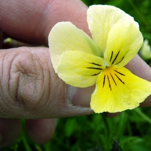  - Viola calaminaria (Ging.) Lej. [1824]
