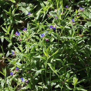 Photographie n°75233 du taxon Lithospermum purpurocaeruleum L. [1753]