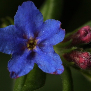 Lithospermum purpurascens Gueldenst. (Grémil bleu pourpre)