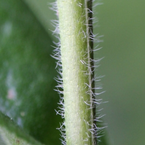 Photographie n°75236 du taxon Lithospermum purpurocaeruleum L. [1753]