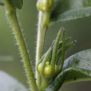 Photographie n°75237 du taxon Lithospermum purpurocaeruleum L. [1753]