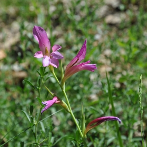 Photographie n°75241 du taxon Gladiolus dubius Guss. [1832]