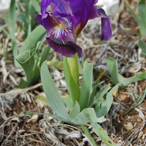  - Iris lutescens subsp. lutescens