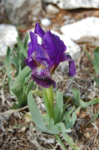 Jean-Claude Ernewein, le 18 mars 2008 (Meyrargues (Collet Redon))