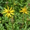  Jean-Claude Ernewein - Tragopogon pratensis subsp. pratensis