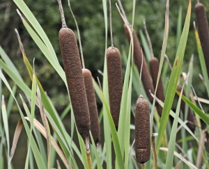 Jean-Claude Ernewein, le 20 septembre 2011 (St. Quentin-en-Tourmont (Parc du Marquenterre))