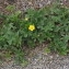  Lena LOMBARDINI - Potentilla reptans L. [1753]