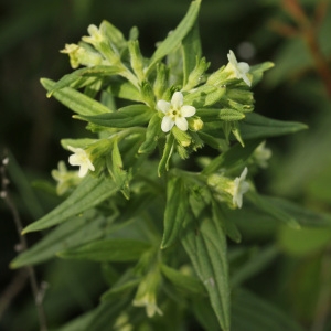 Photographie n°75257 du taxon Lithospermum officinale L. [1753]