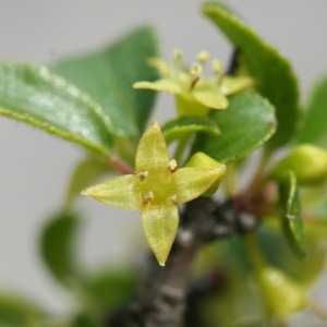 Rhamnus saxatilis Jacq. (Nerprun des rochers)