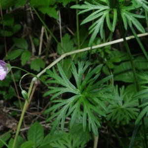 Photographie n°75272 du taxon Geranium columbinum L. [1753]