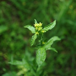 Photographie n°75280 du taxon Sisymbrium officinale (L.) Scop. [1772]