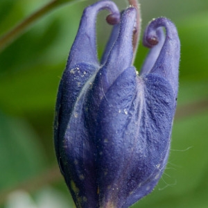 Photographie n°75284 du taxon Aquilegia vulgaris L. [1753]