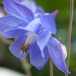 Photographie n°75286 du taxon Aquilegia vulgaris L. [1753]