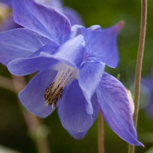 Photographie n°75287 du taxon Aquilegia vulgaris L. [1753]