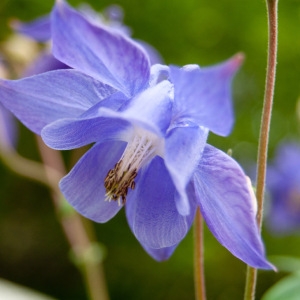 Photographie n°75288 du taxon Aquilegia vulgaris L. [1753]