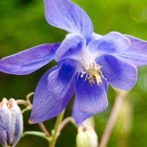 Photographie n°75289 du taxon Aquilegia vulgaris L. [1753]