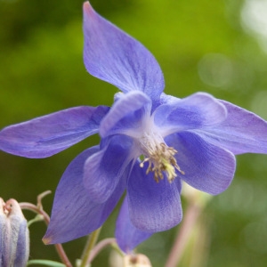 Photographie n°75290 du taxon Aquilegia vulgaris L. [1753]