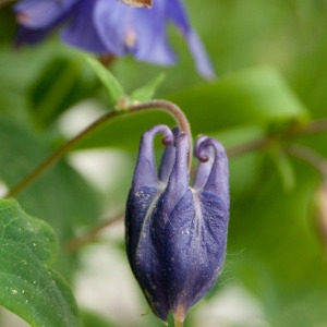 Photographie n°75292 du taxon Aquilegia vulgaris L. [1753]