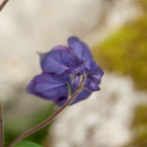 Photographie n°75297 du taxon Aquilegia vulgaris L. [1753]