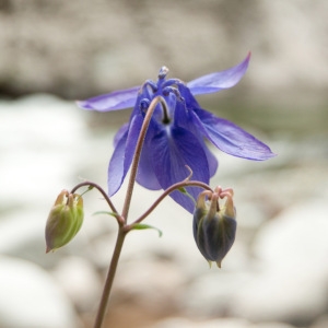 Photographie n°75300 du taxon Aquilegia vulgaris L. [1753]