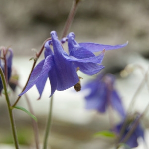 Photographie n°75301 du taxon Aquilegia vulgaris L. [1753]