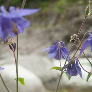 Photographie n°75303 du taxon Aquilegia vulgaris L. [1753]