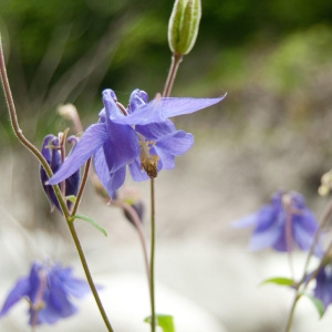 Photographie n°75304 du taxon Aquilegia vulgaris L. [1753]