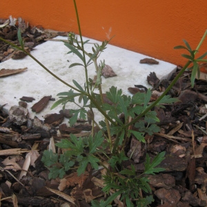 Photographie n°75307 du taxon Ranunculus bulbosus L.