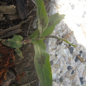 Photographie n°75310 du taxon Polygonum persicaria L. [1753]