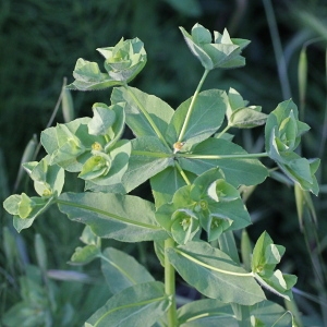 Photographie n°75314 du taxon Euphorbia pubescens Vahl