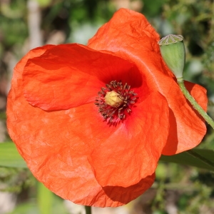 Photographie n°75317 du taxon Papaver rhoeas L. [1753]