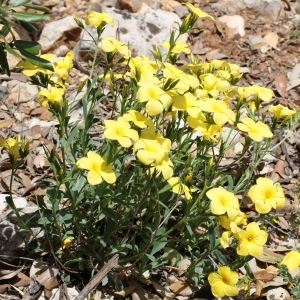 Photographie n°75334 du taxon Linum campanulatum L.