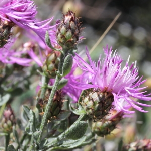 Centaurea hanryi Jord. (Centaurée d'Hanry)