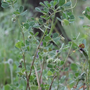 Photographie n°75347 du taxon Medicago rigidula (L.) All.