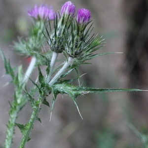 Photographie n°75357 du taxon Carduus pycnocephalus L.