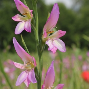 Photographie n°75365 du taxon Gladiolus italicus Mill.