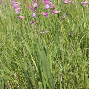 Photographie n°75370 du taxon Gladiolus italicus Mill.